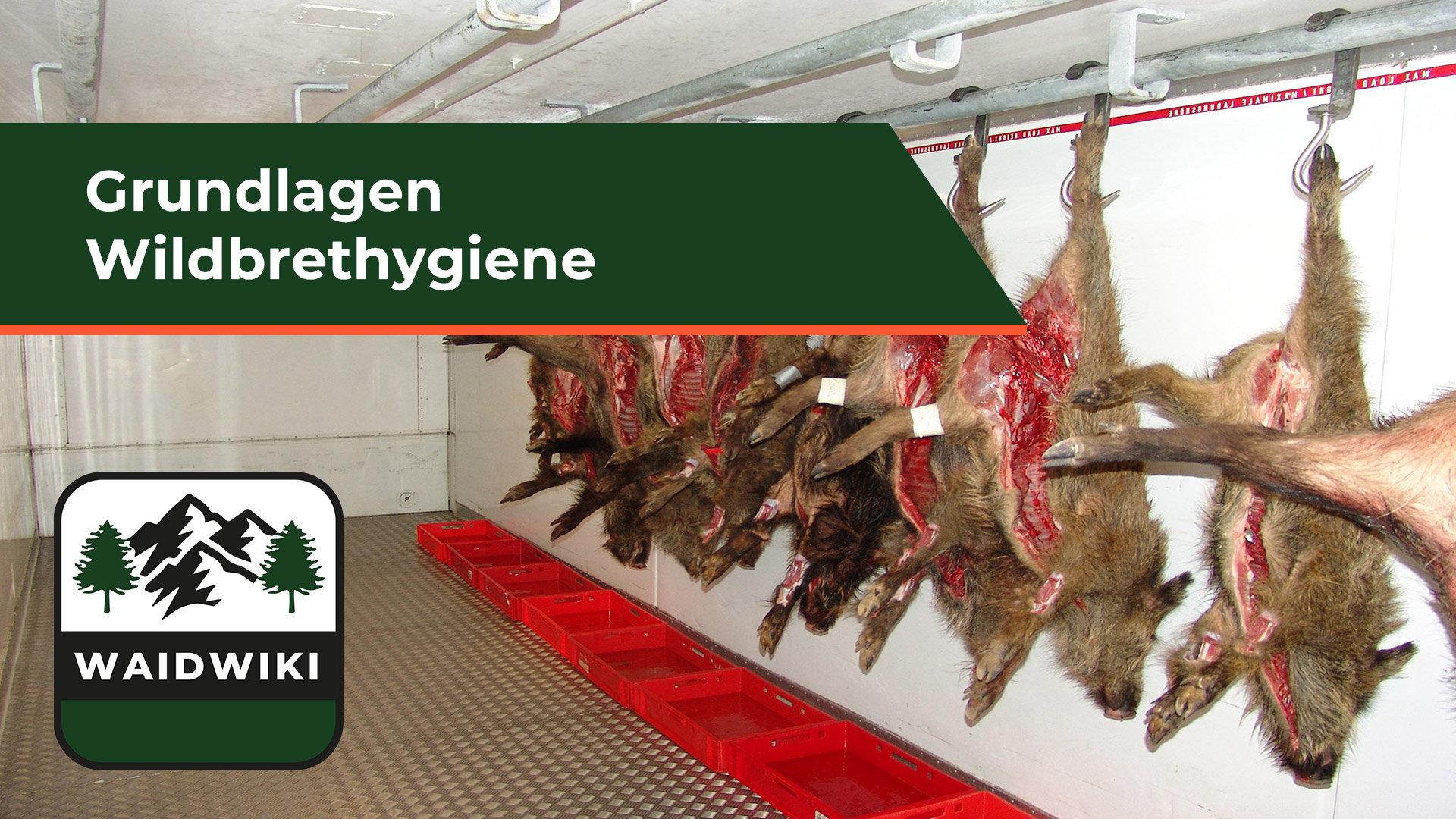 Grundlagen Wildbrethygiene 