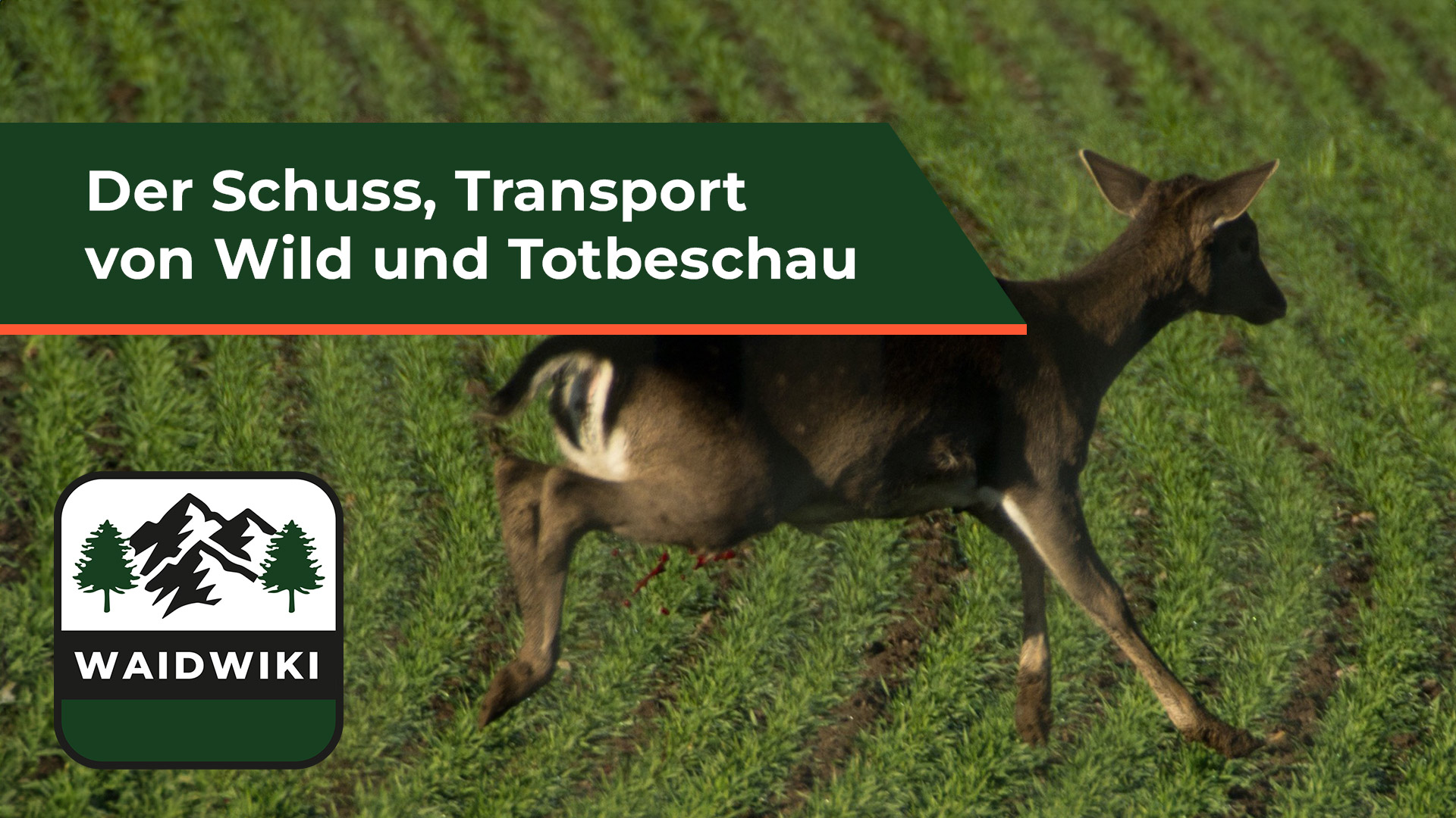 Der Schuss, Transport von Wild und Totbeschau - Wildbrethygiene 