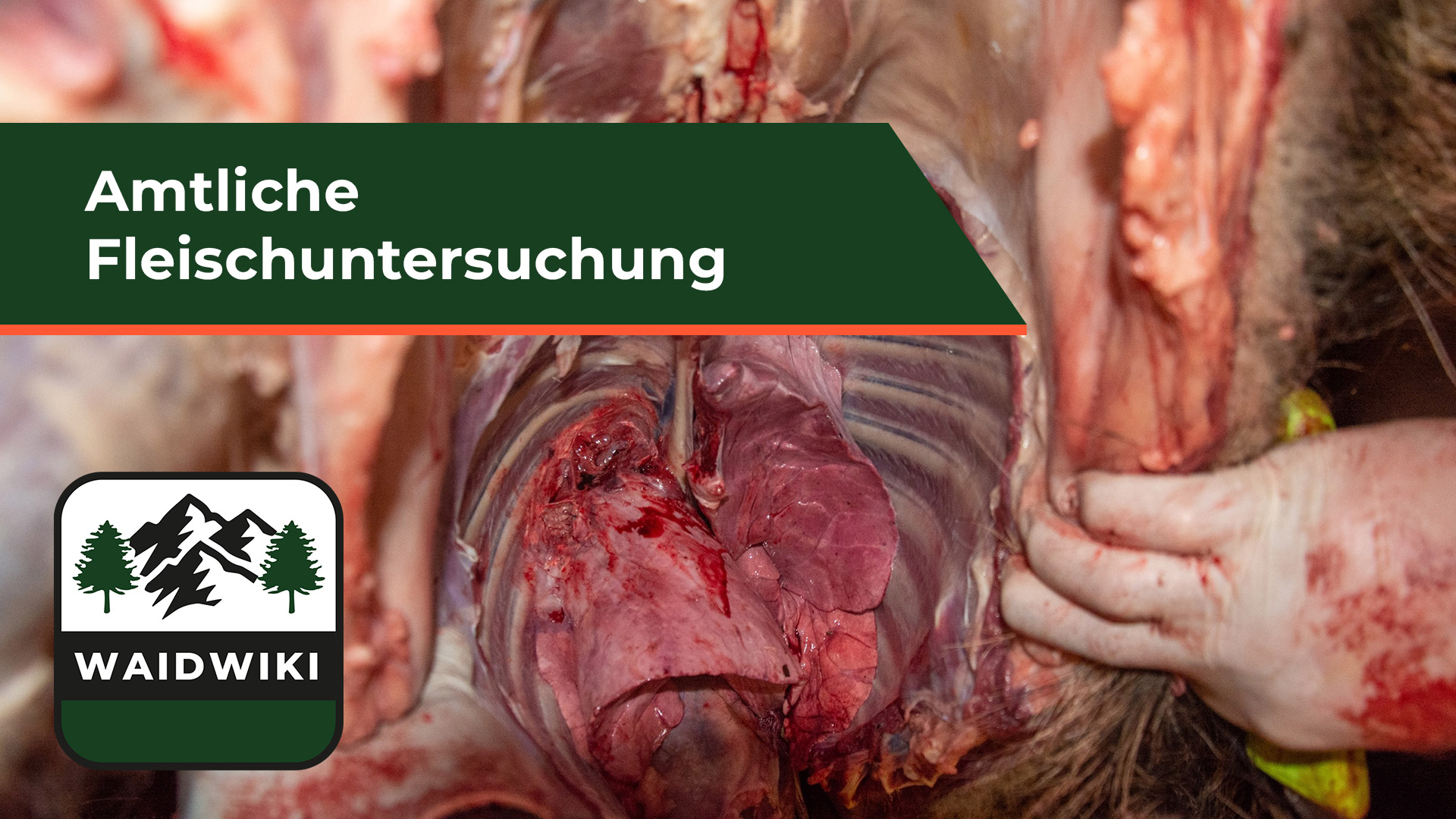 Amtliche Fleischuntersuchung Wildbrethygiene 