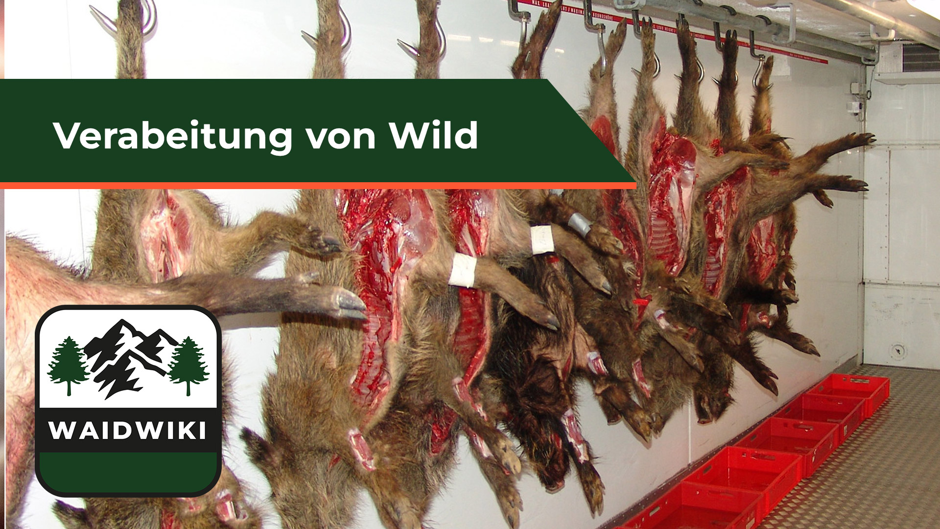 Verarbeitung von Wild -Wildbrethygiene
