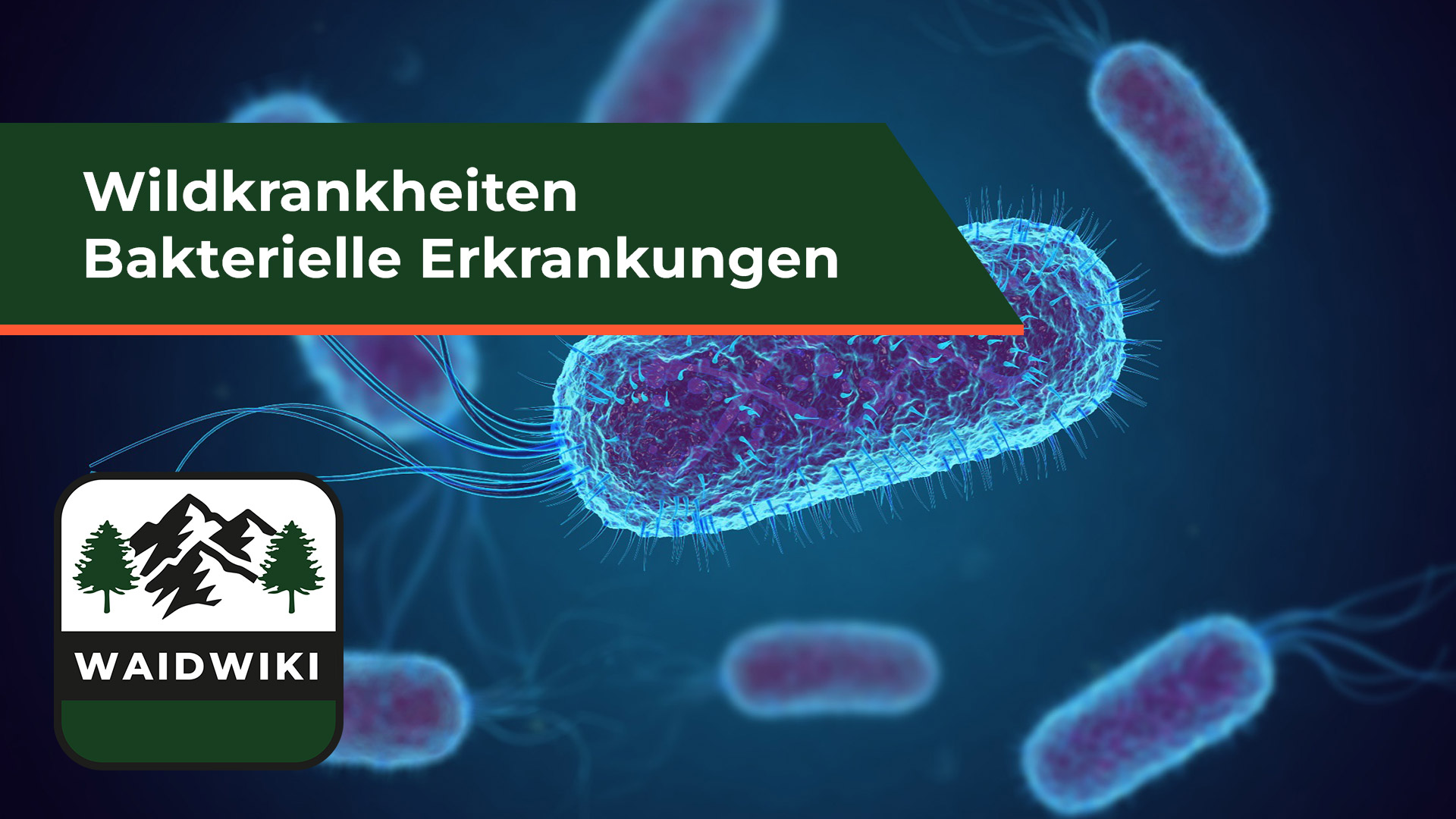 Bakterielle Infektionen - Wildkrankheiten 