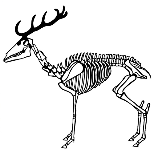Grundlagen Schalenwild