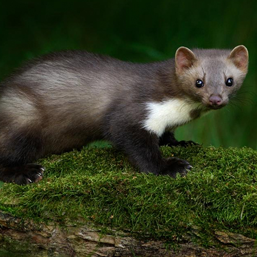 Steinmarder