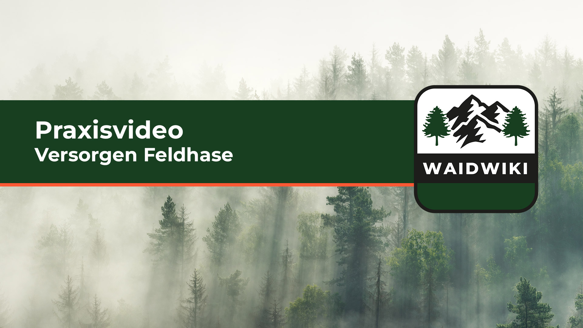 Versorgen Feldhase - Praxisvideo