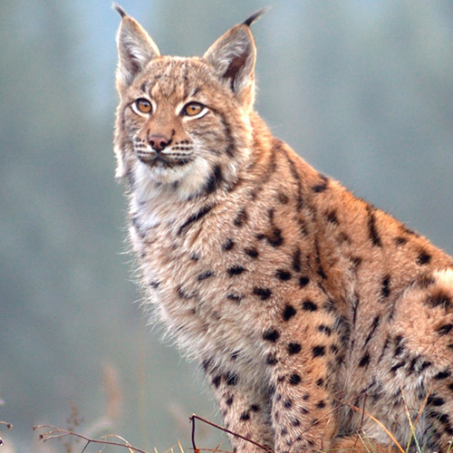 Wildkatze