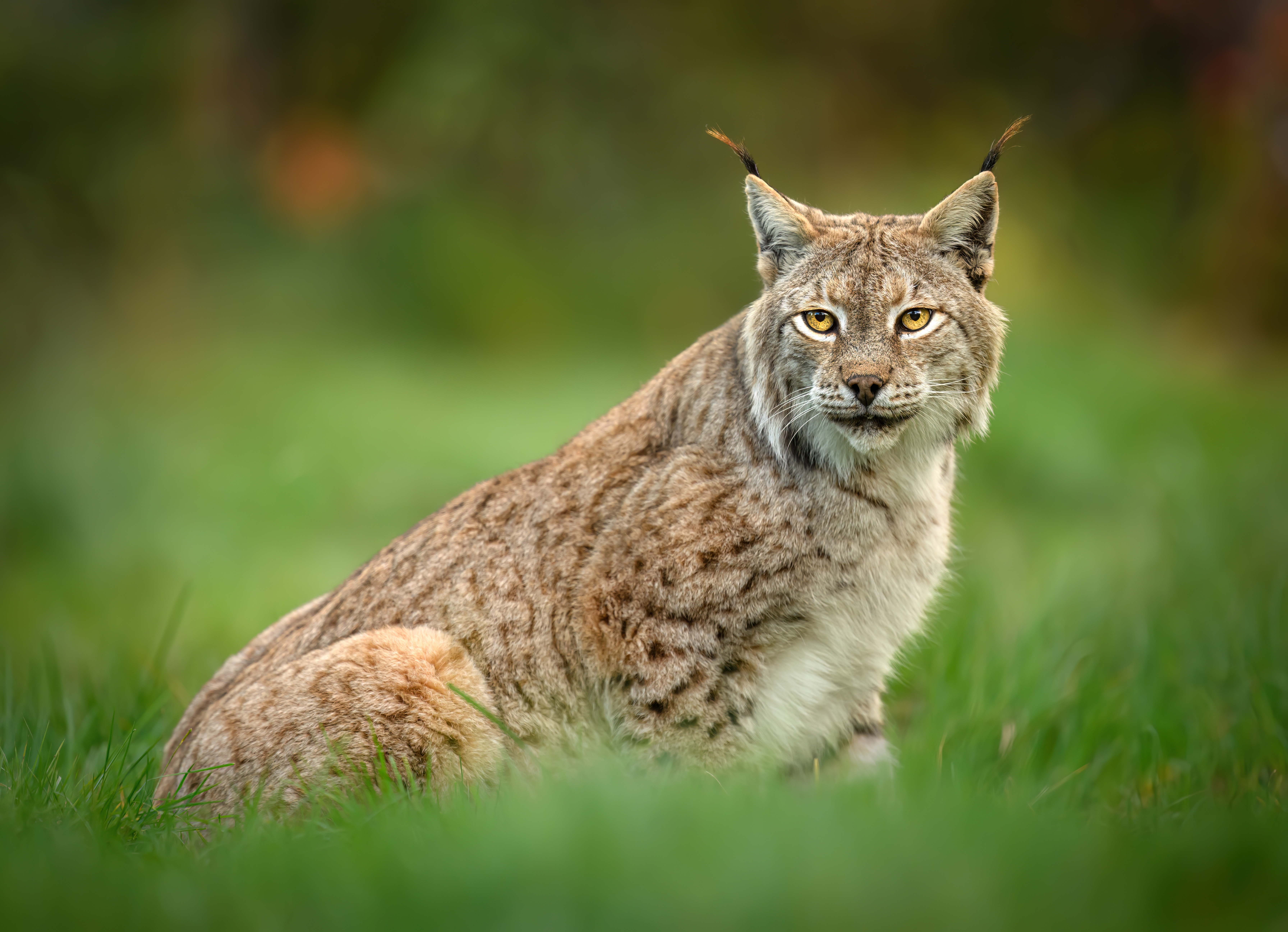 Luchs
