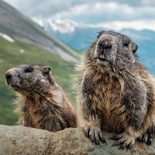 Nagetiere
