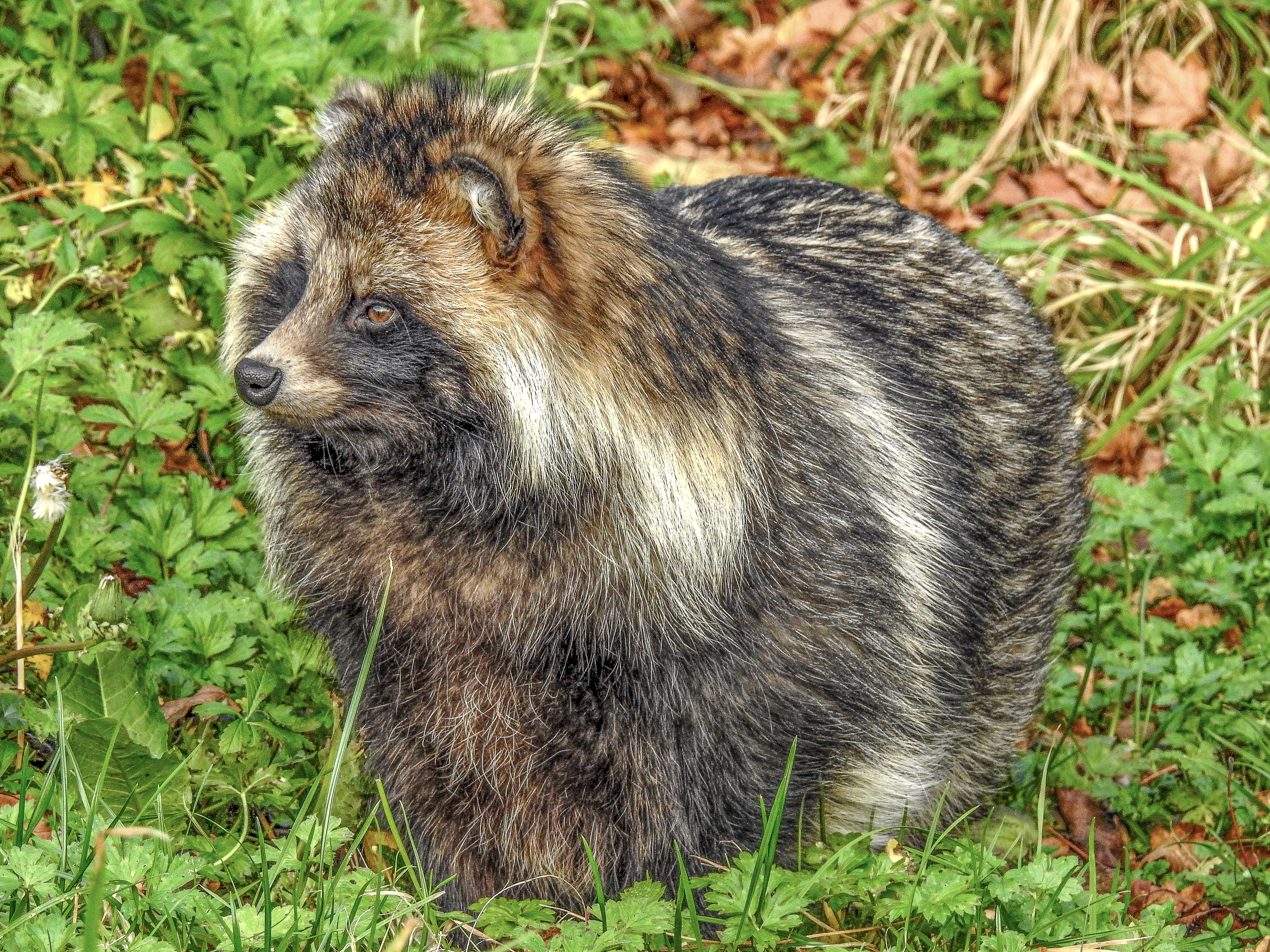 Marderhund (Enok)
