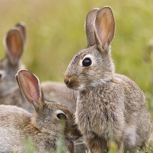 Wildkaninchen