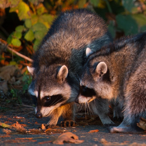 Waschbär