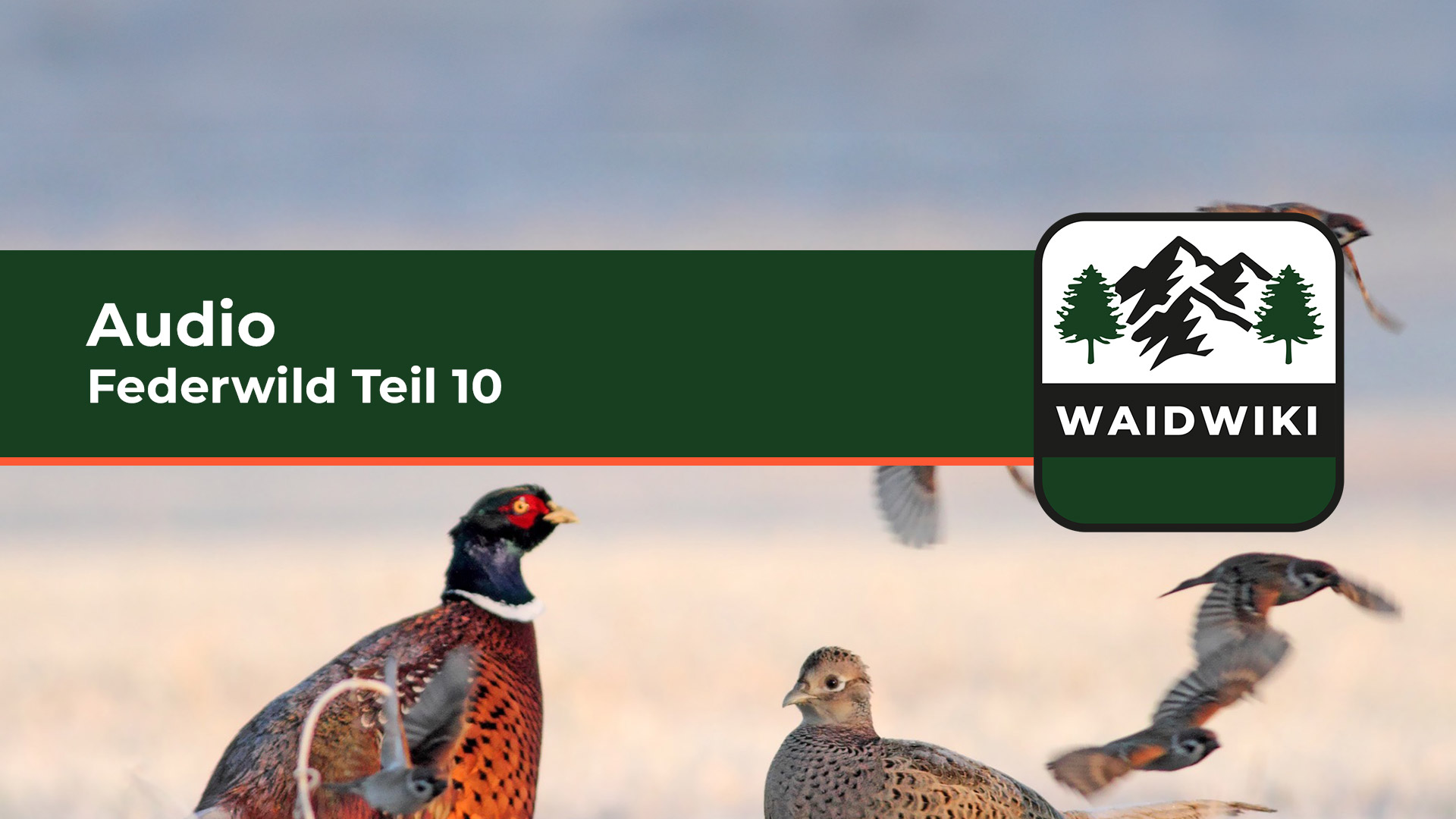 Federwild Teil 10 Audio