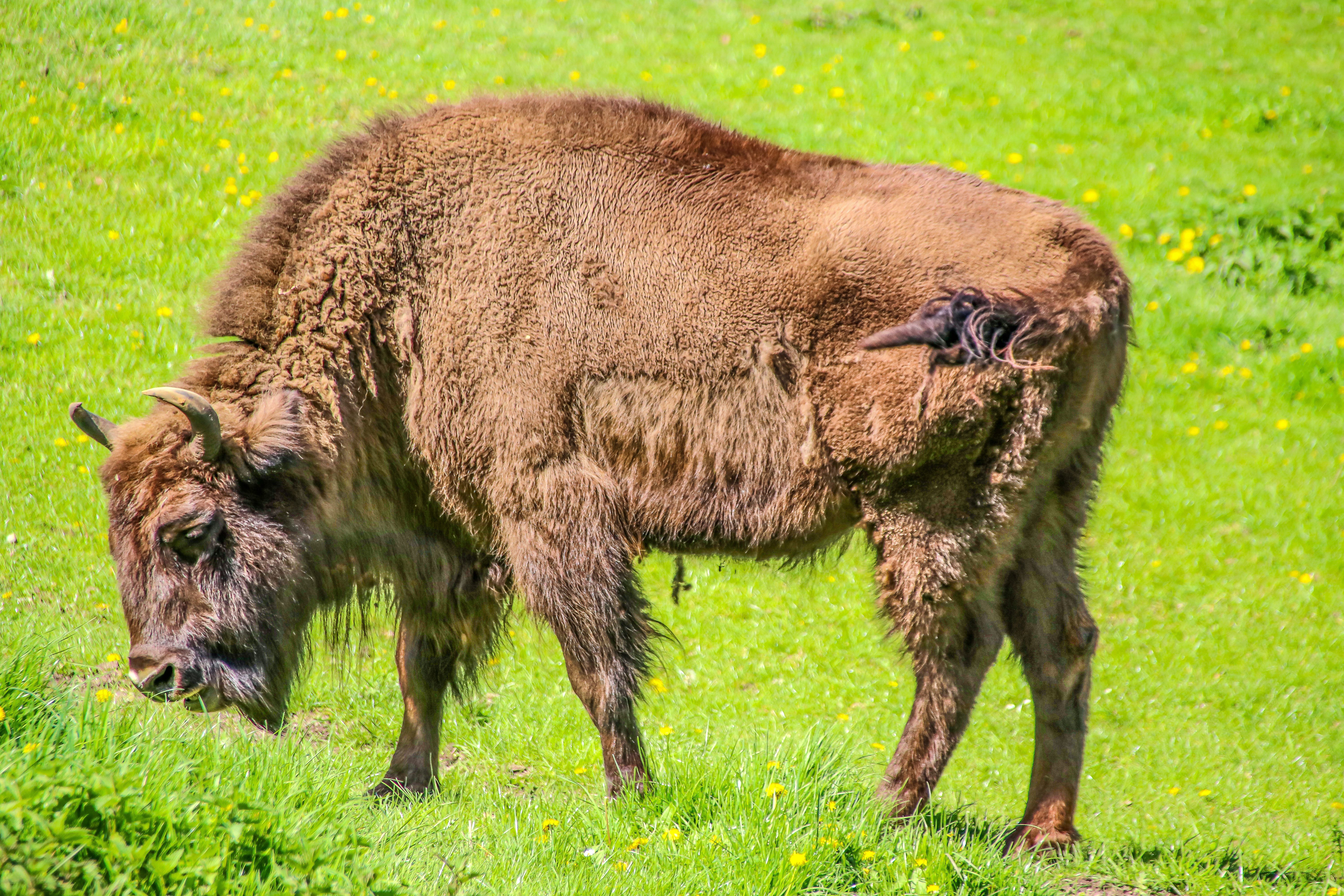 Wisent