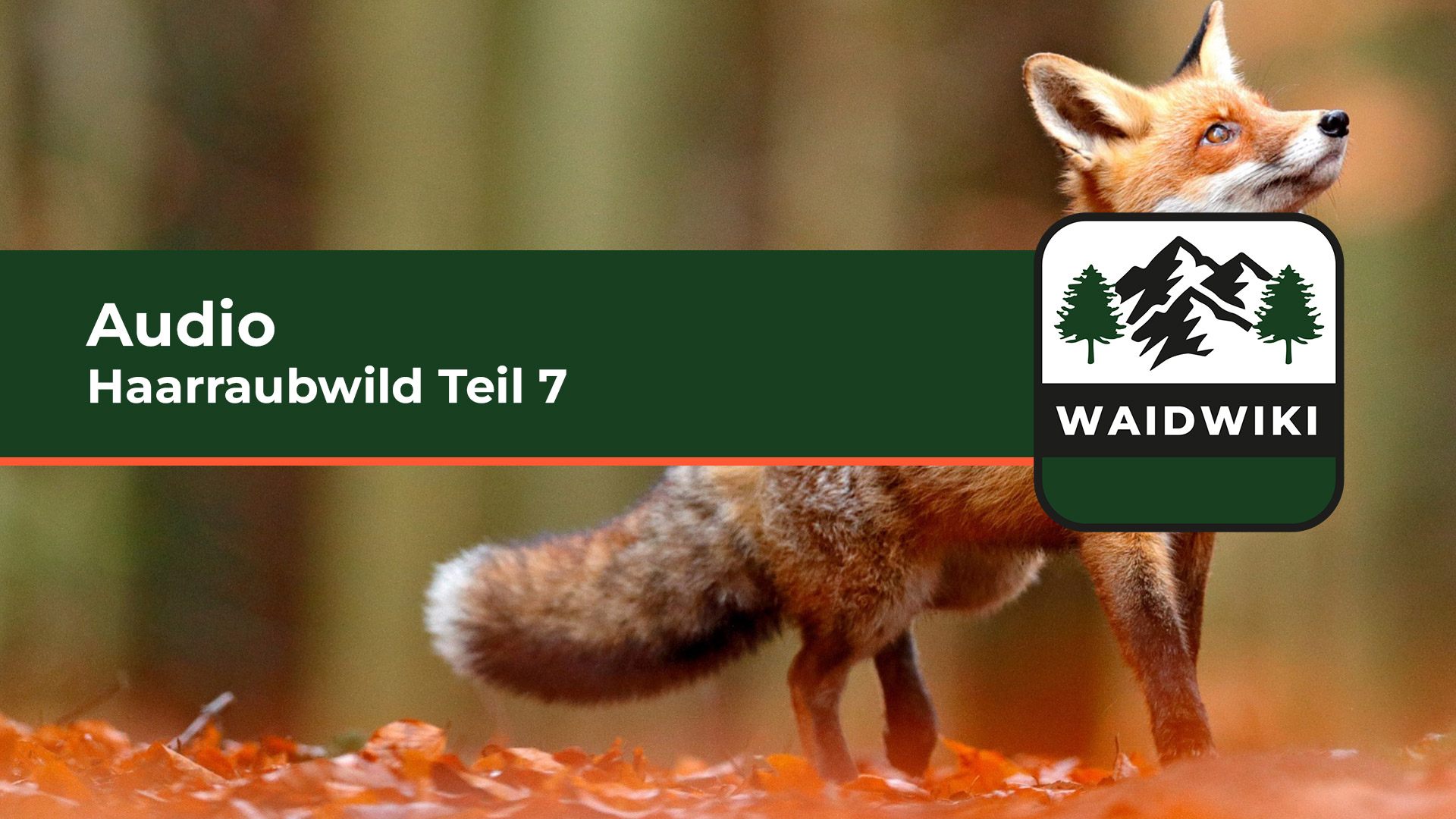 Haarraubwild Teil 7 Audio