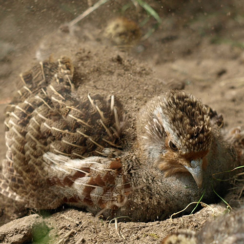 Hühnervögel
