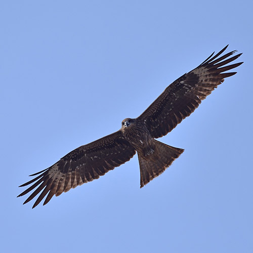 Greifvögel