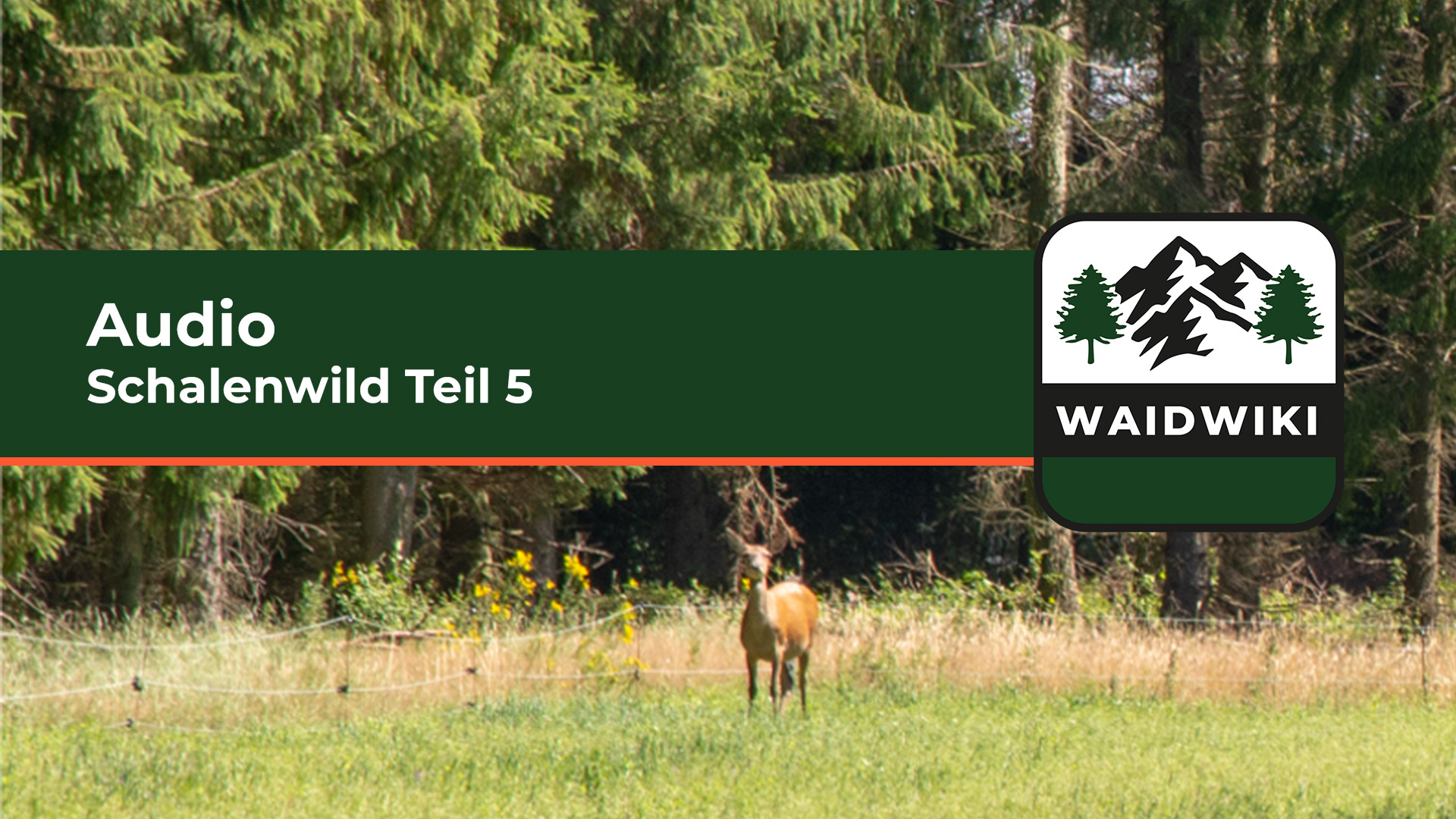 Schalenwild Teil 5 Audio