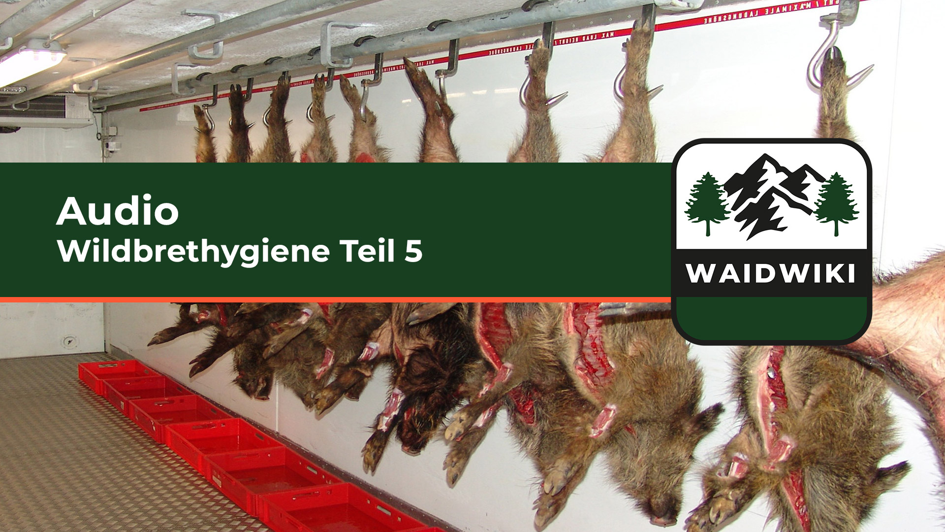 Wildbrethygiene Teil 5 Audio 