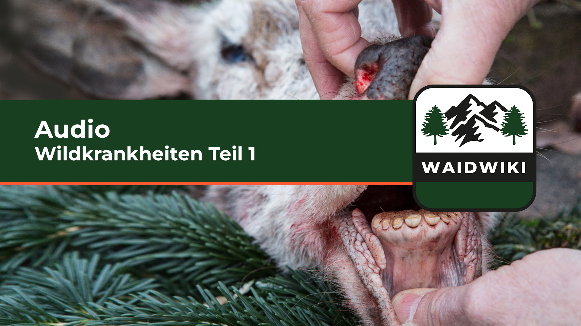 Wildkrankheiten Teil 1 Audio 