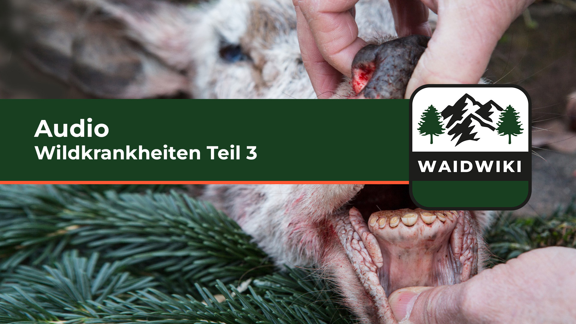 Wildkrankheiten Teil 3 Audio