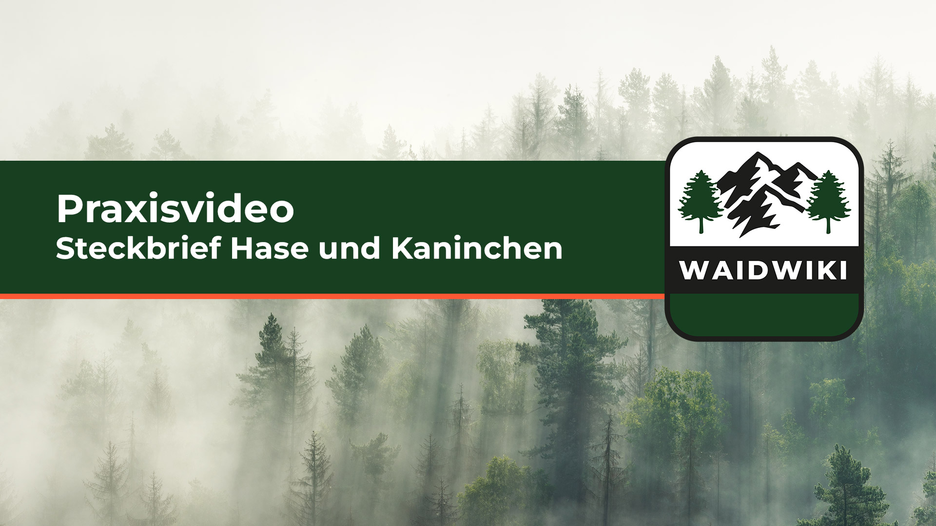Steckbrief Hase und Kaninchen