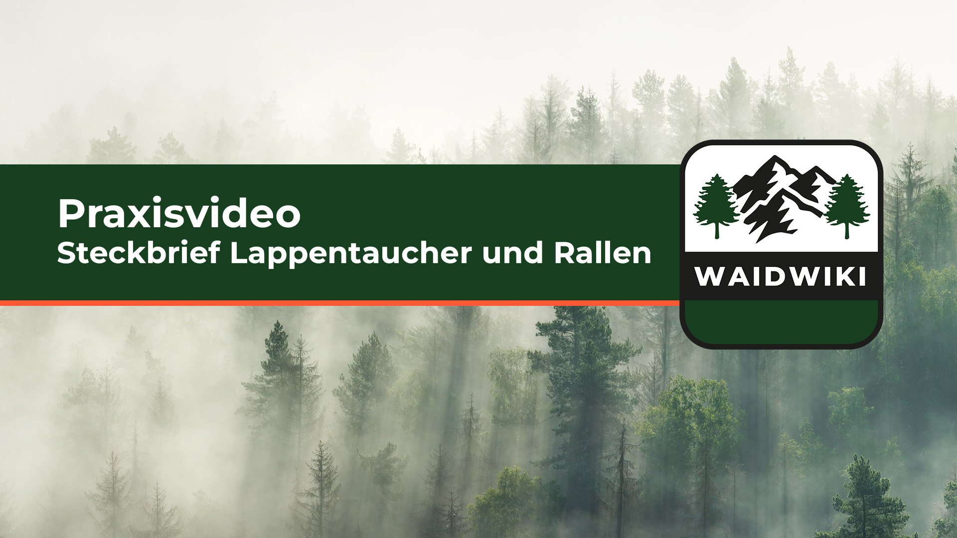 Steckbrief Lappentaucher und Rallen