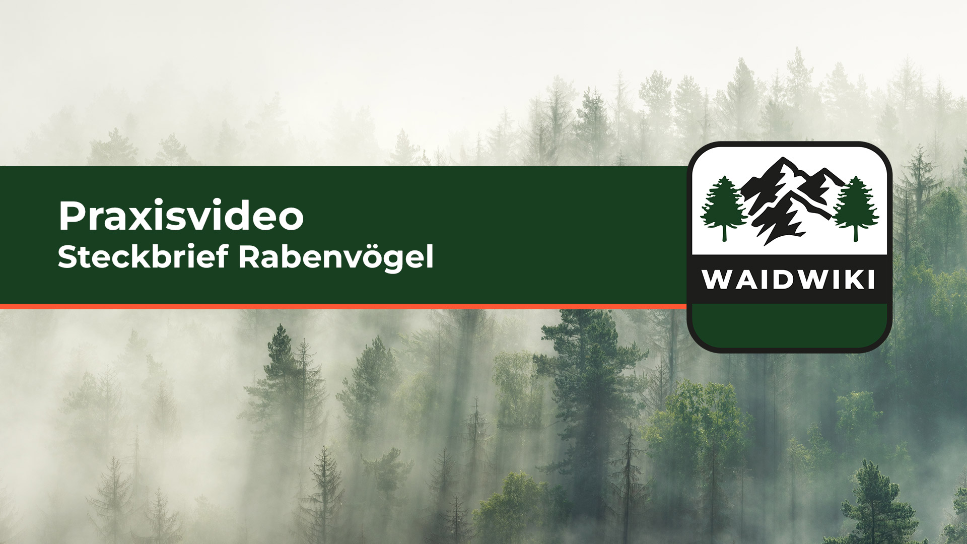 Steckbrief Rabenvögel