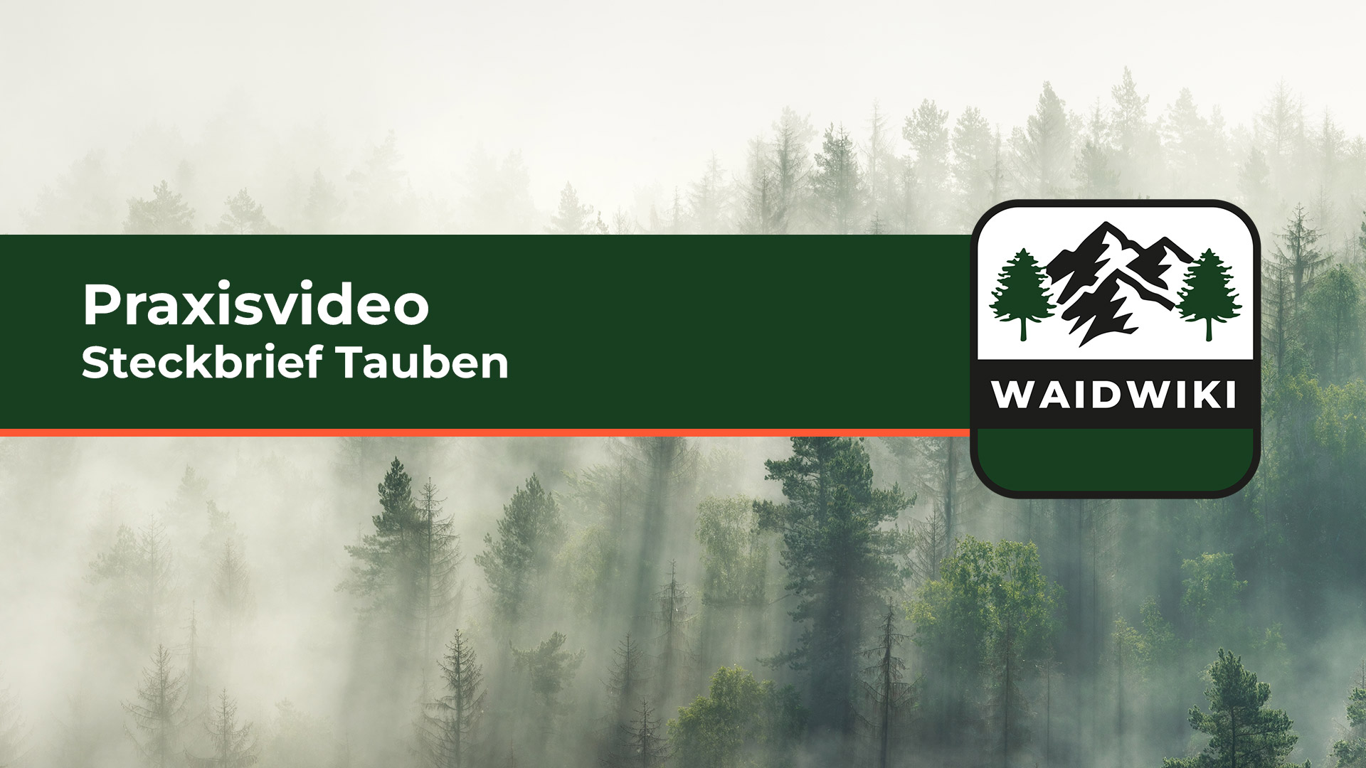 Steckbrief Tauben