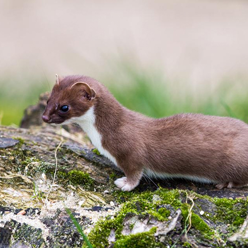Wiesel und weitere Stinkmarder