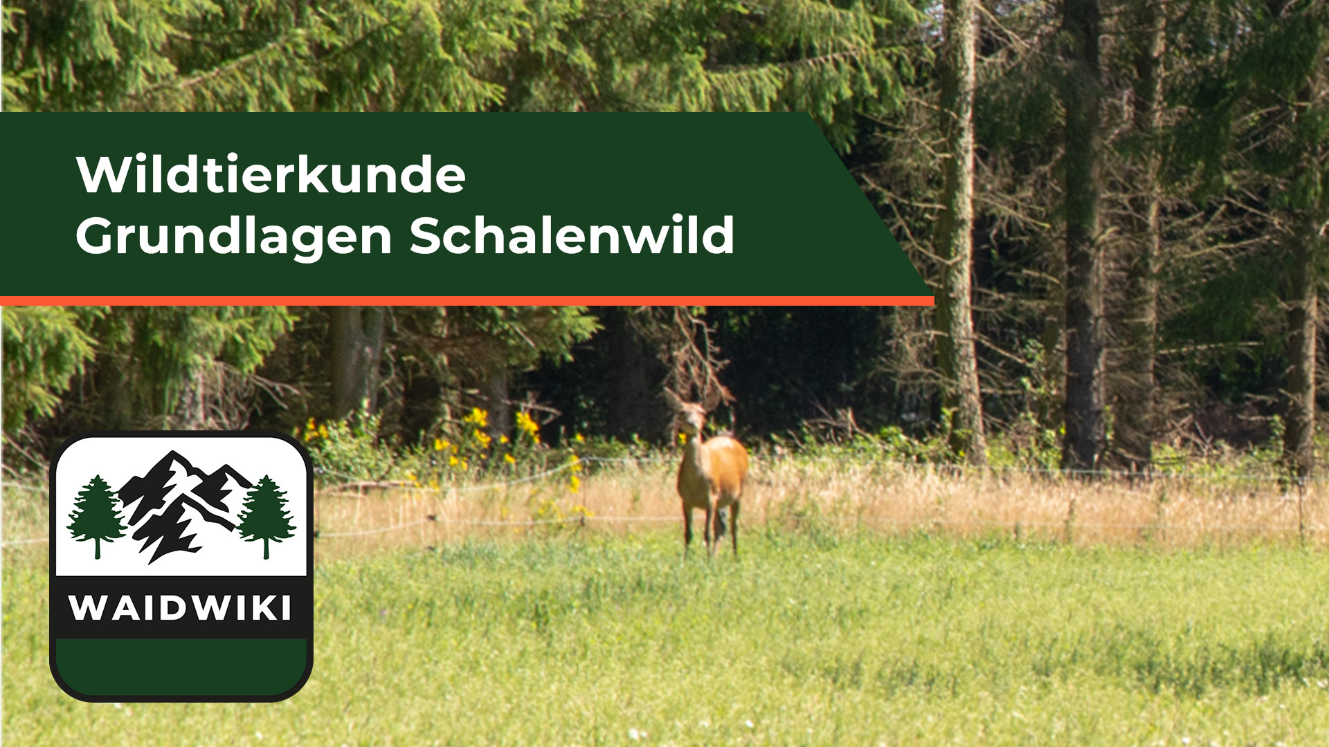 Grundlagen Schalenwild - Wildtierkunde