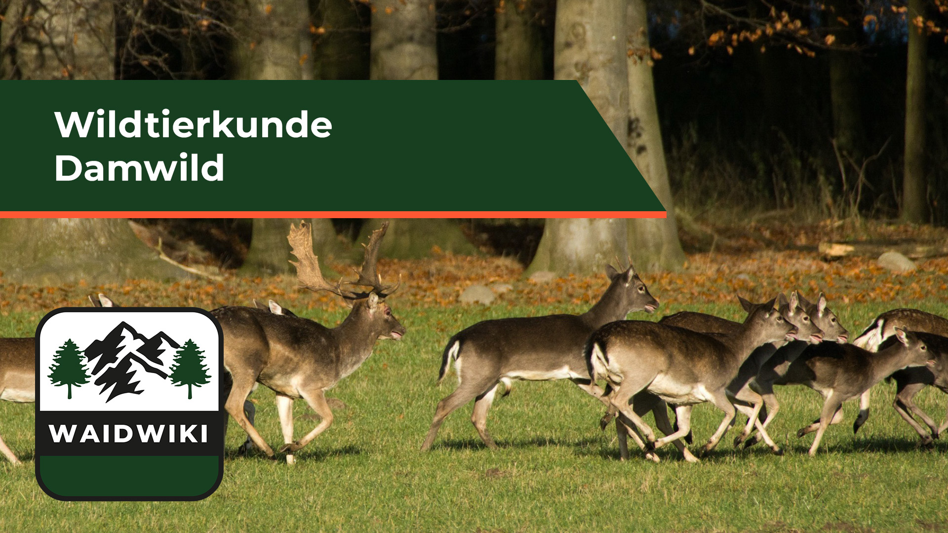 Damwild - Wildtierkunde 