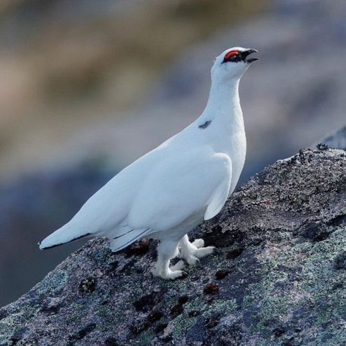Alpenschneehuhn