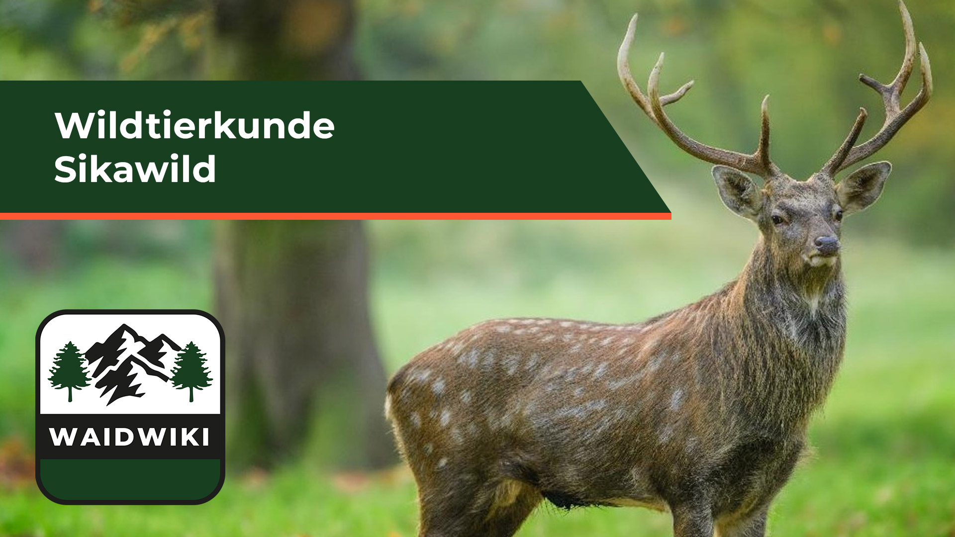 Sikawild - Wildtierkunde 