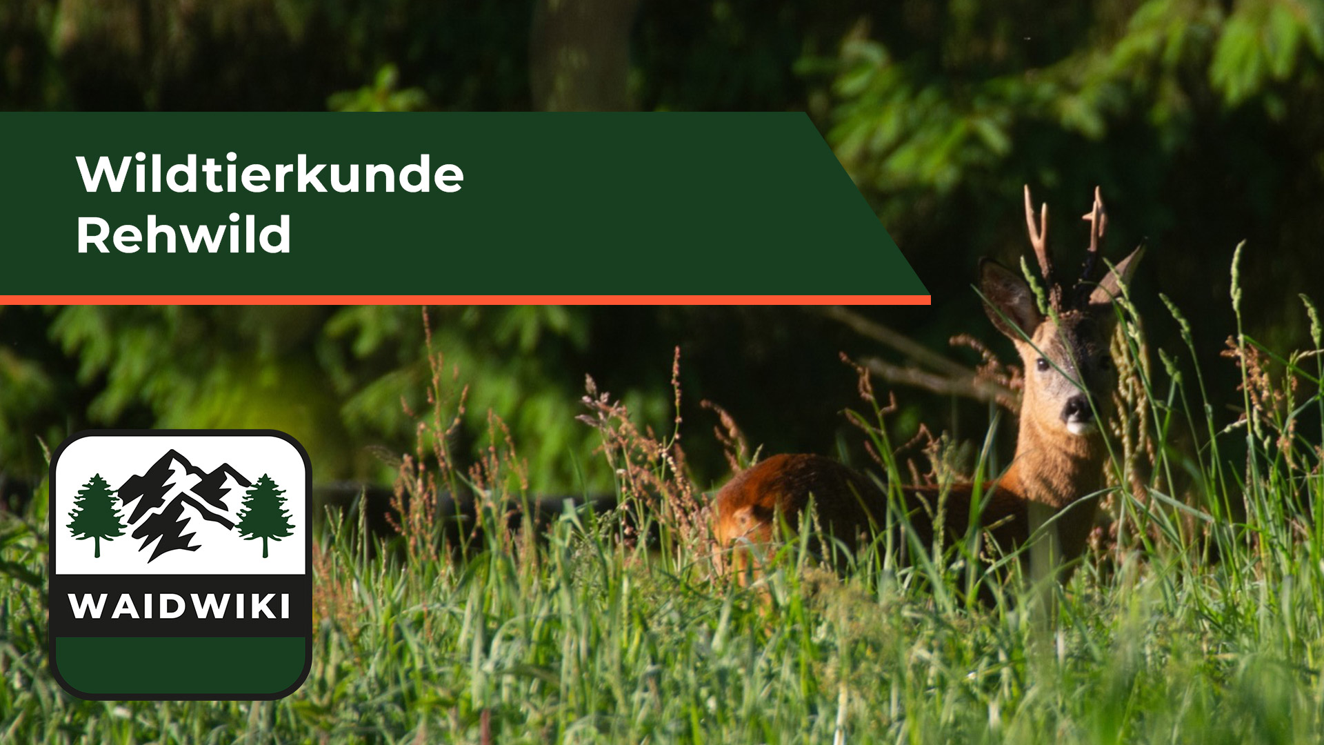 Rehwild - Wildtierkunde