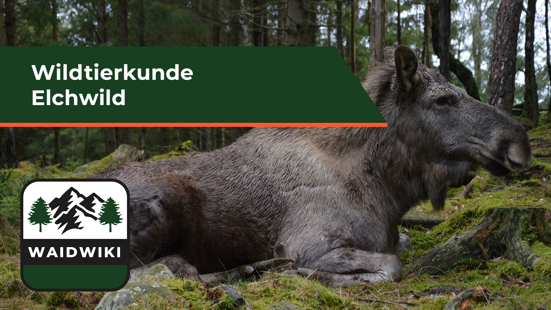 Elchwild - Wildtierkunde