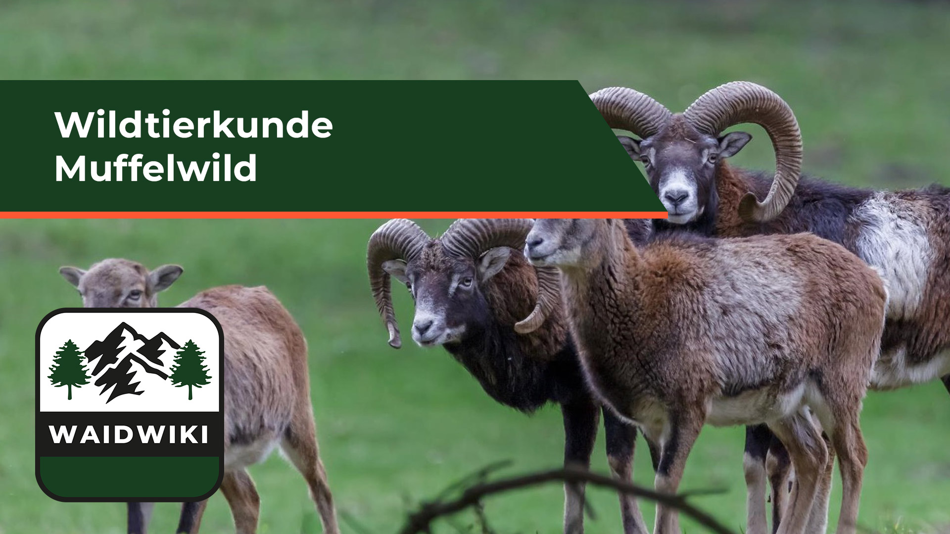 Muffelwild - Wildtierkunde 