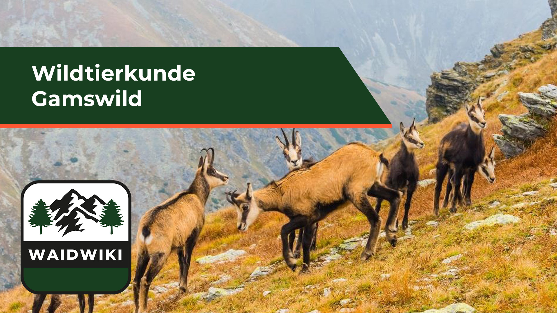Gamswild - Wildtierkunde