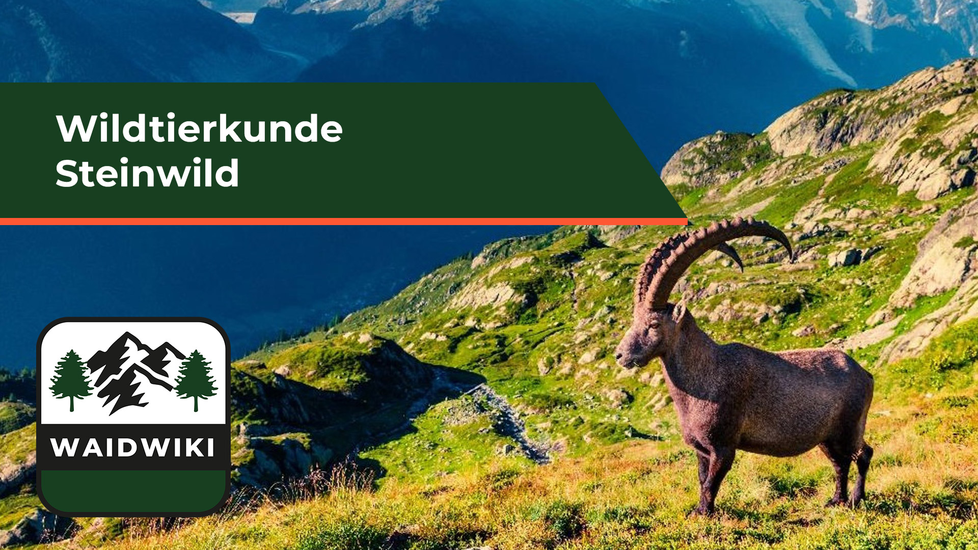 Steinwild - Wildtierkunde 