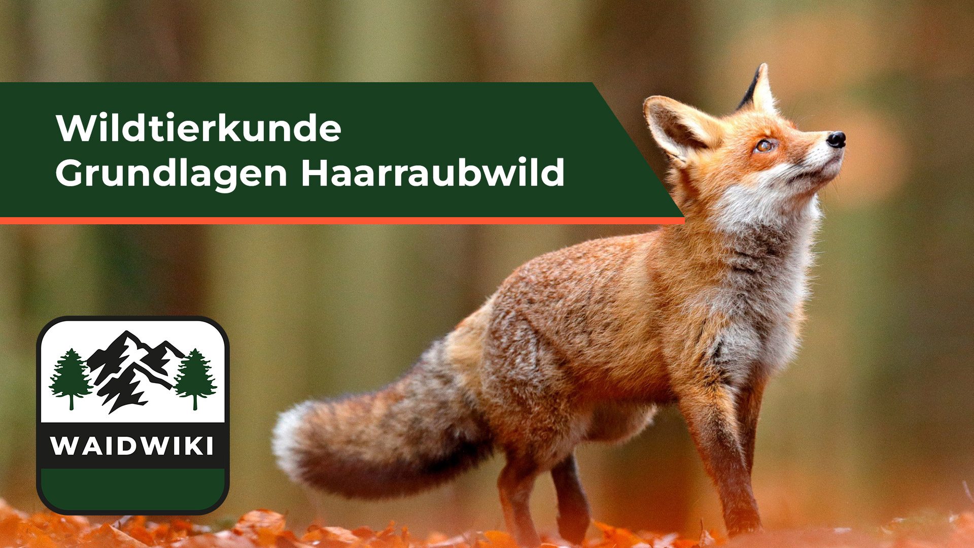 Grundlagen Haarraubwild – Wildtierkunde 