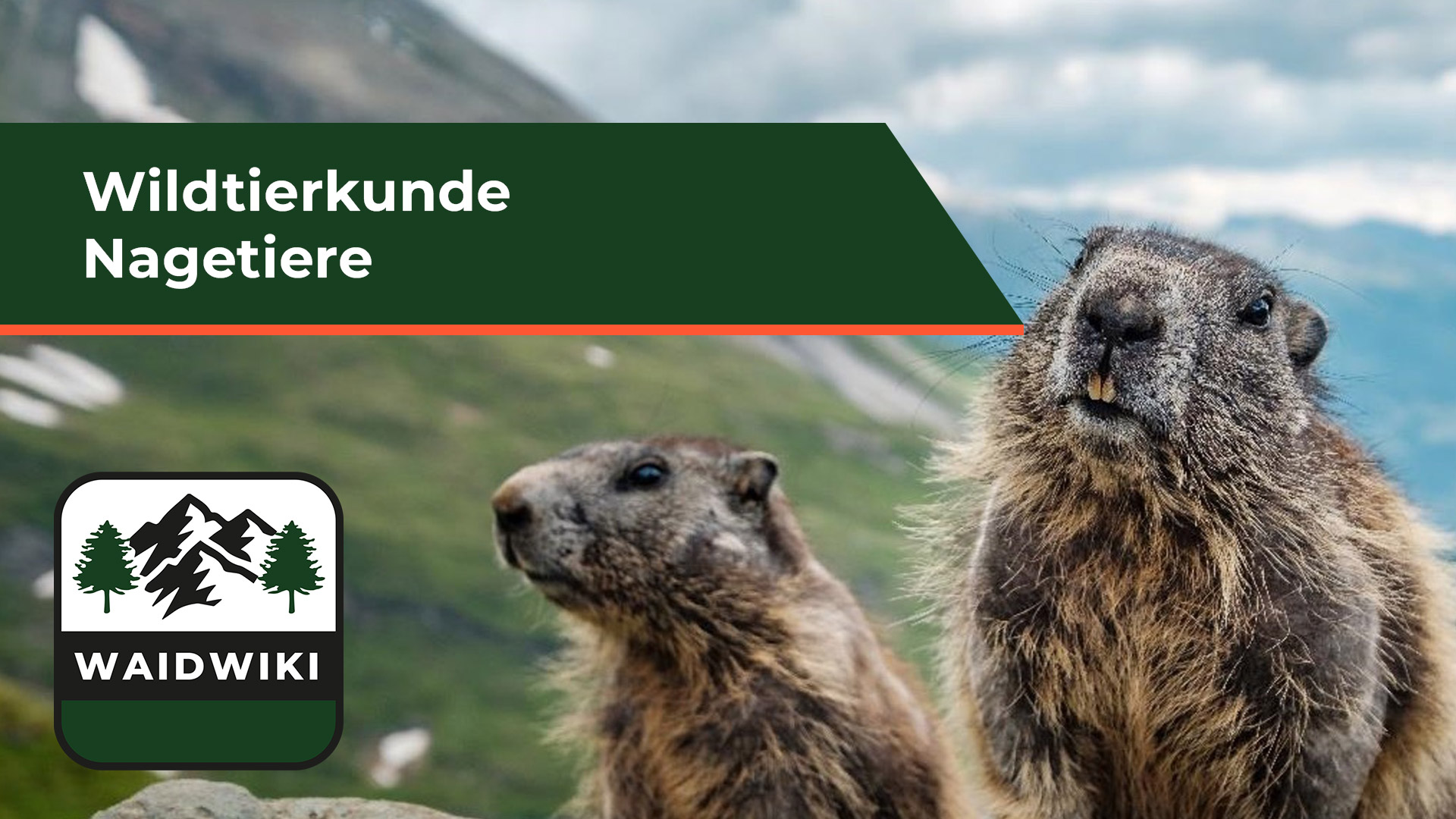 Nagetiere - Wildtierkunde