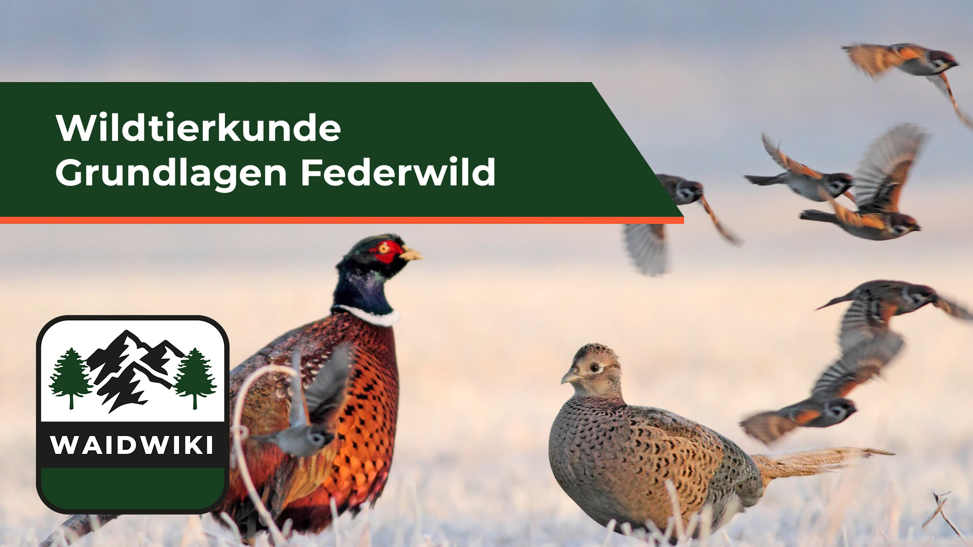 Grundlagen Federwild - Wildtierkunde