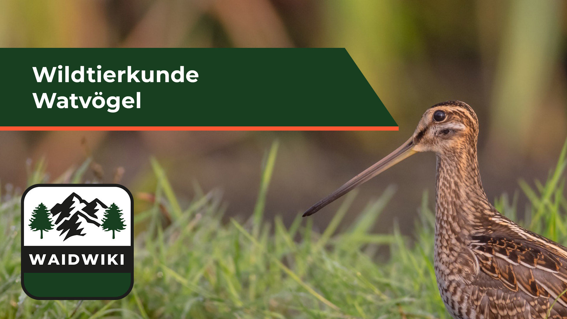 Watvögel - Wildtierkunde