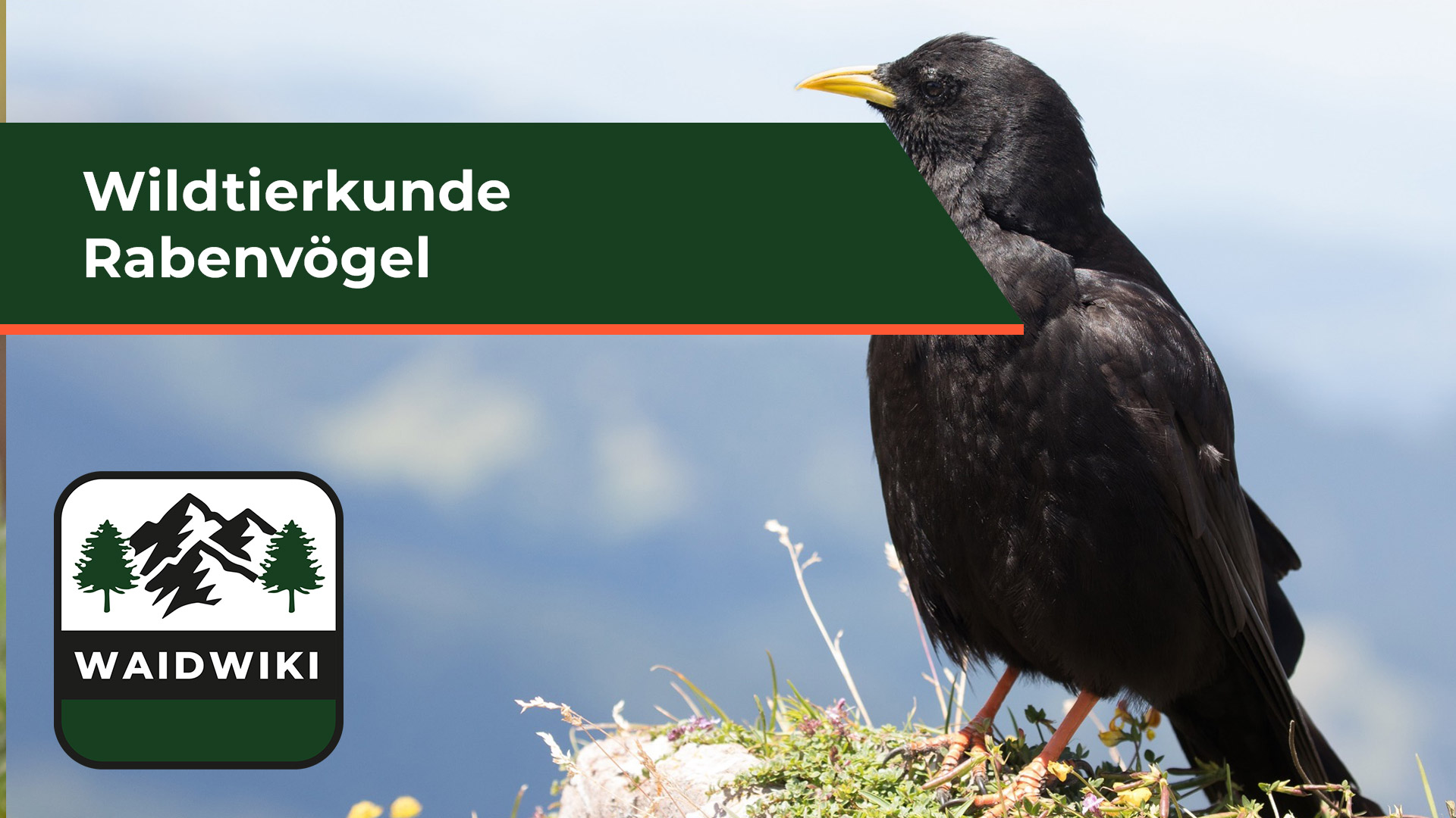 Rabenvögel - Wildtierkunde