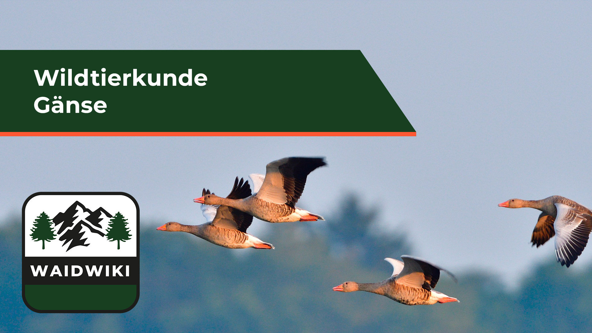 Gänse und Schwäne - Wildtierkunde
