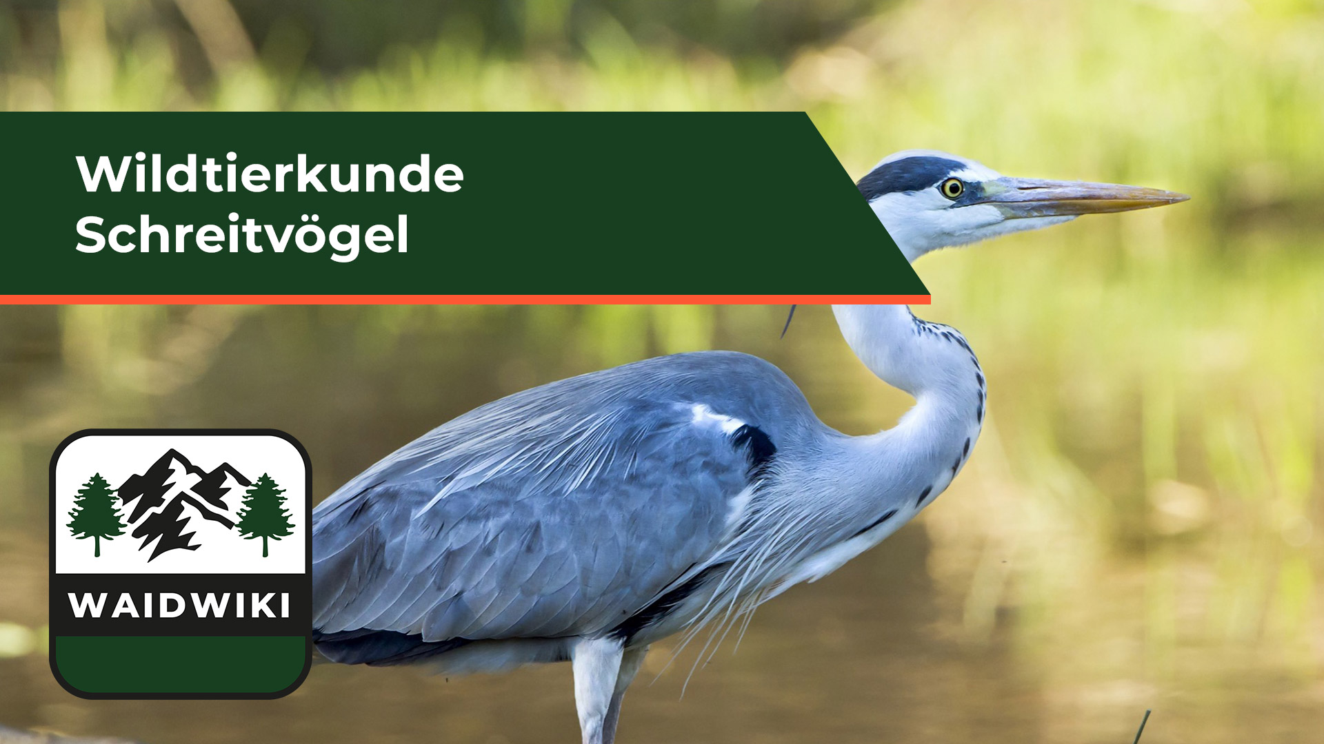 Schreitvögel - Wildtierkunde