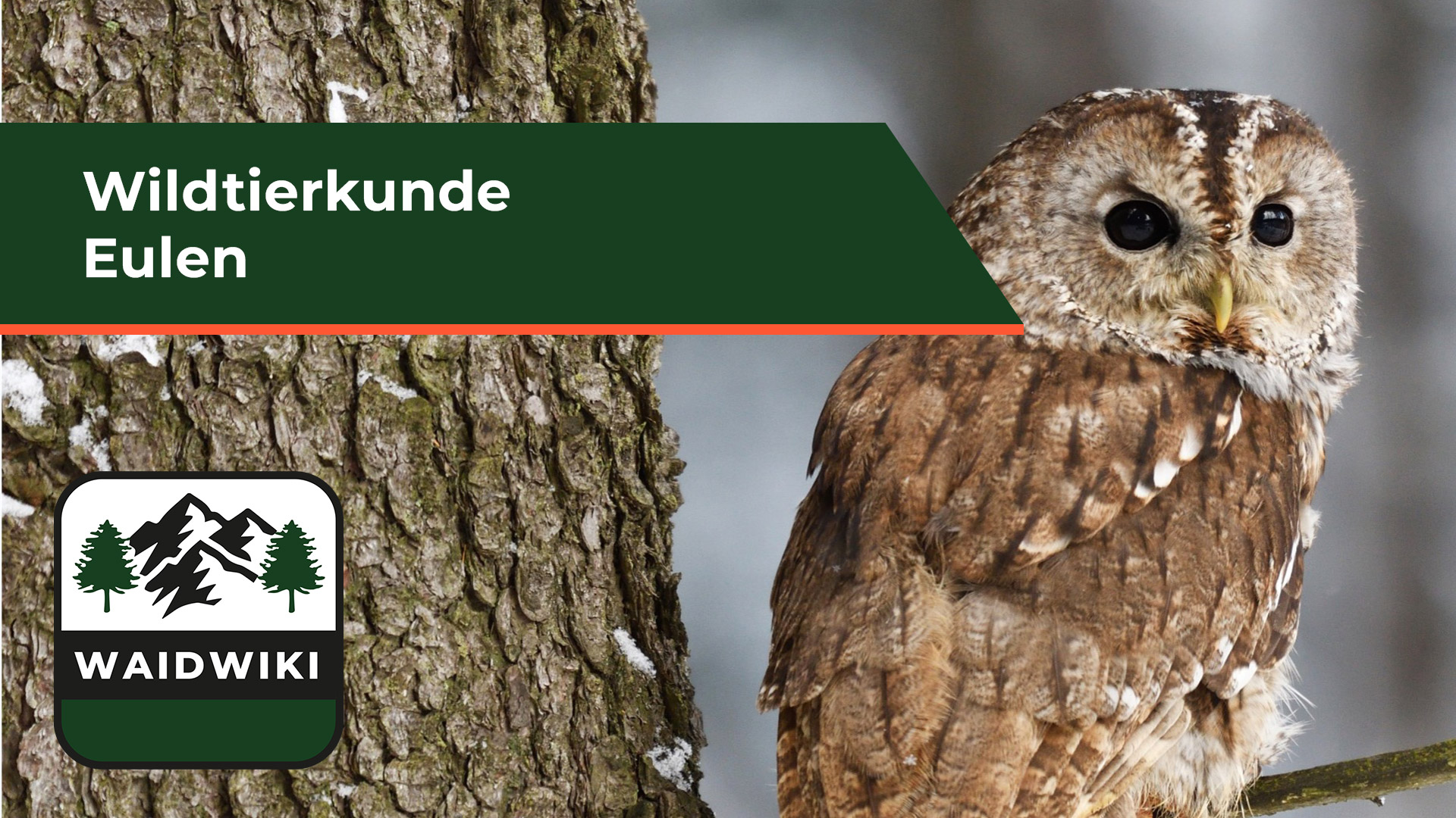 Eulen - Wildtierkunde 