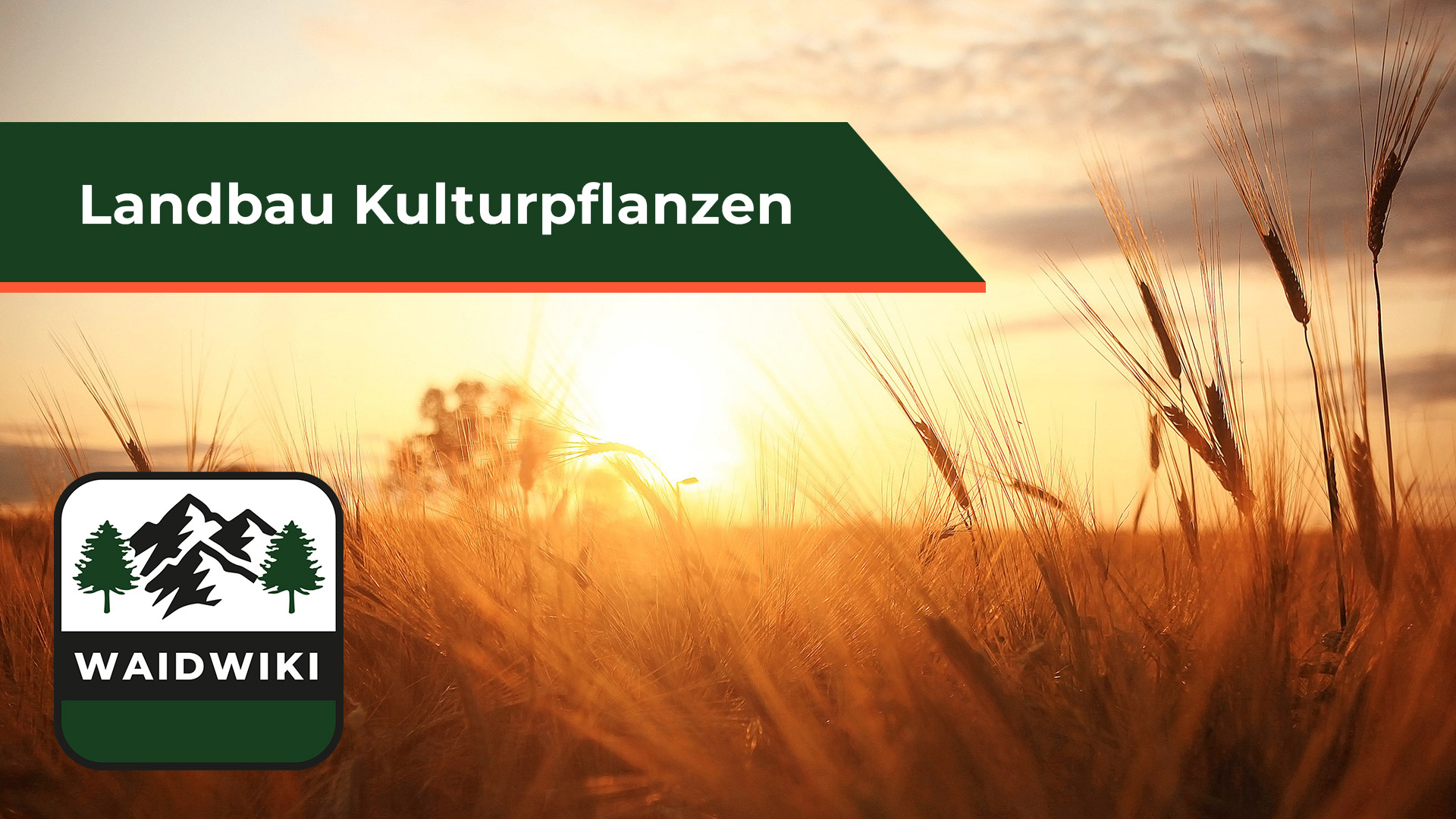 Kulturpflanzen Landbau 