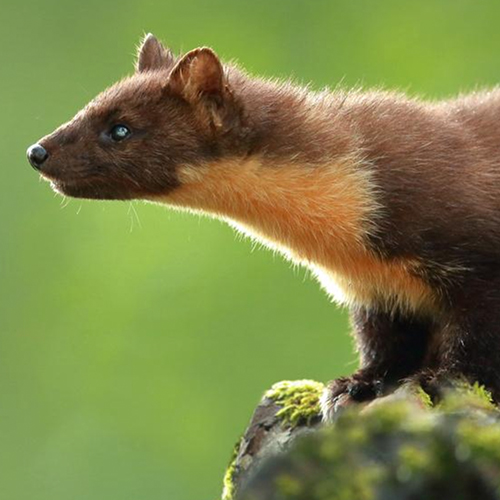 Baummarder