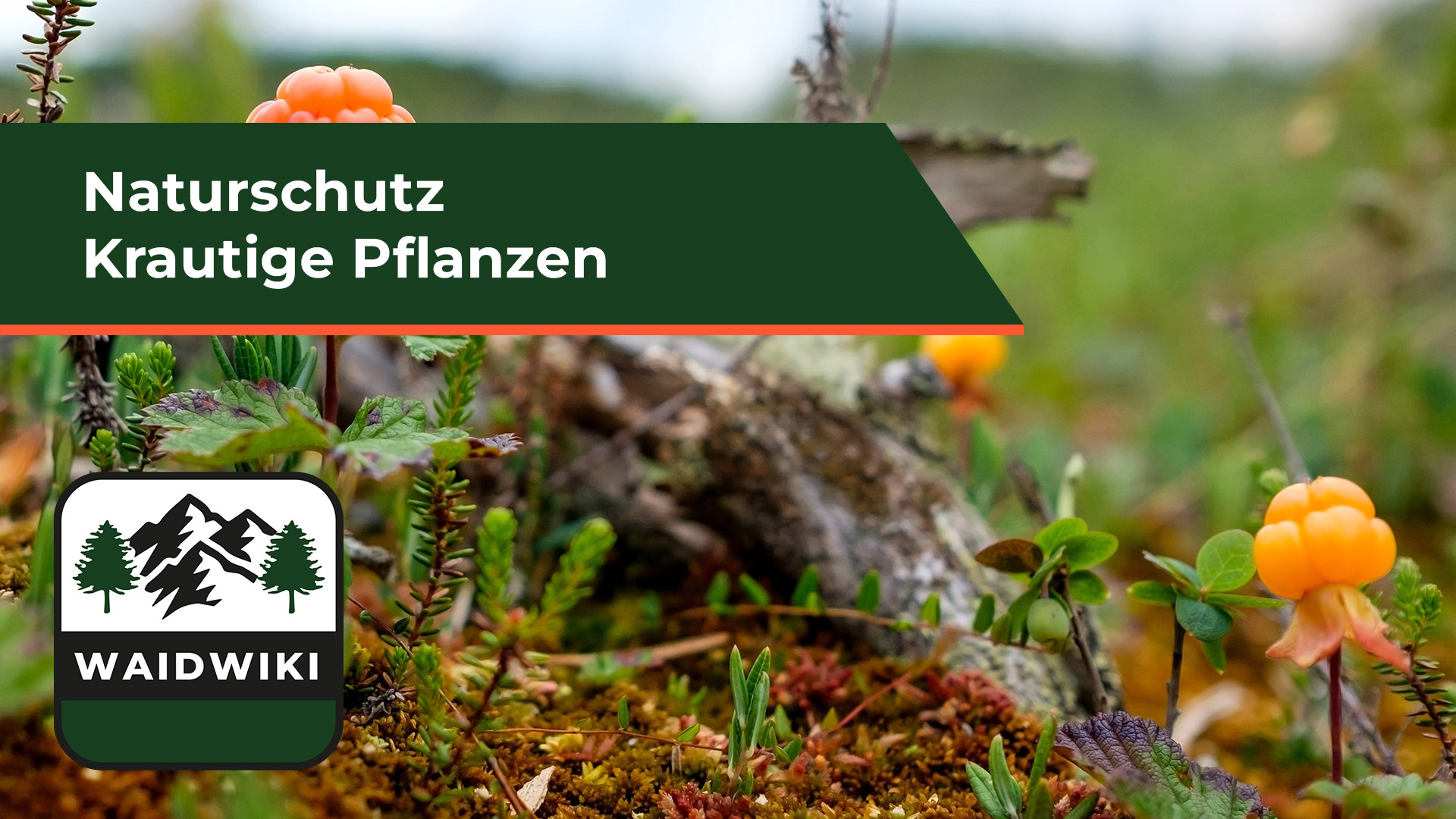 Krautige Pflanzen - Naturschutz