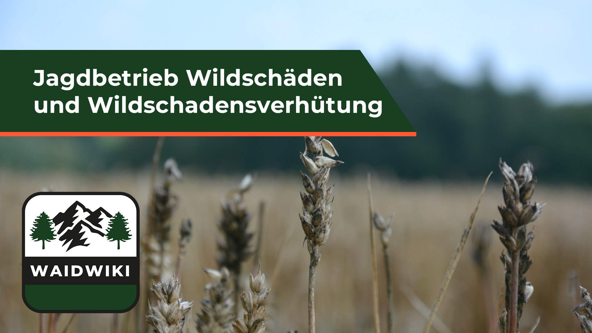 Wildschäden und Wildschadensverhütung - Jagdbetrieb