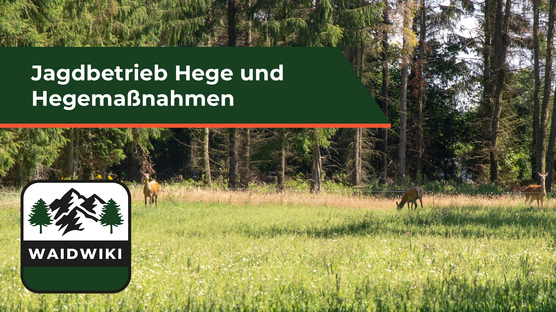 Hege und Hegemaßnahmen - Jagdbetrieb